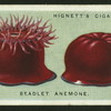 Beadlet anemone.