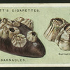 Acorn barnacles.