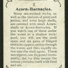 Acorn barnacles.