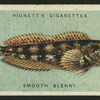 Smooth blenny.