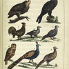 Les Oiseaux: 1. le Vautour. 2. l'Aigle. 3. le Coq. 4. le Canard. 5. le Pigeon. 6. la Chouette. 7. le Paon. 8. le Faisan.