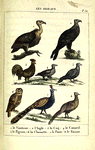 Les Oiseaux: 1. le Vautour. 2. l'Aigle. 3. le Coq. 4. le Canard. 5. le Pigeon. 6. la Chouette. 7. le Paon. 8. le Faisan.