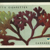 Carrageen.