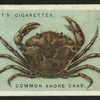 Common shore crab.