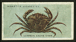 Common shore crab.