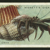 Hermit crab.
