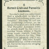 Hermit crab.