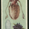 Cuttlefish.