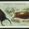 Egg cases.