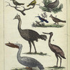Les Oiseaux: 1. le Rossignol. 2. le Serin. 3. la Perdrix. 4. l'Autruche. 5. l'Oiseau-mouche. 6. l'Alouette. 7. le Pelican. 8. la Cagogne.