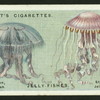Jelly fishes.