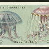 Jelly fishes.