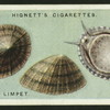 Common limpet.