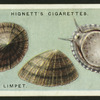 Common limpet.