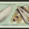 Common piddock.