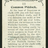 Common piddock.