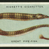 Great pipe-fish.