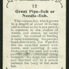 Great pipe-fish.