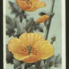 Yellow horned poppy.