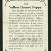 Yellow horned poppy.