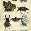 Les Insectes: 1. le Ver-à-soie. 2 l'Abeille. 3. le Ver-à-soie, Papillon. 4. la Chenille, Papillon. 5. le Hanneton, 6. le Cerf-volant. 7. le Papillon de nuit. 8. le Papillon blanc.