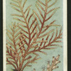 Sea fir.
