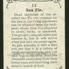 Sea fir.