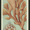 Sea mat.
