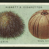 Sea urchin.