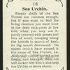 Sea urchin.