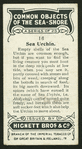 Sea urchin.