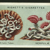 Serpulae.