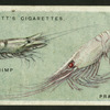 Shrimp, prawn.