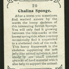 Chalina sponge.