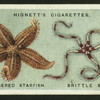 Five-fingered starfish, brittle starfish.