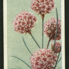 Thrift or sea pink.