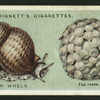 Common whelk.