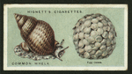 Common whelk.
