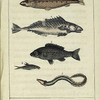 Les Poissons: 1. le Saumon. 2. le Thon. 3. la Carpe. 4. le Goujon. 5. l'Anguille.