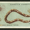 Sand-mason worm.