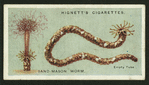 Sand-mason worm.