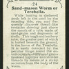 Sand-mason worm.