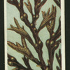 Bladder wrack.