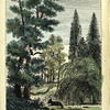 Les Arbres Forestiers: le Chêne, le Pin,  l'Orme, le Cèdre, le Peuplier, le Saule-pleureur.