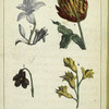 Les Fleurs: 1. le Lis. 2. la Tulipe. 3. la Violette. 4. la Jacinthe.
