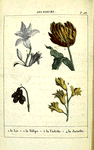 Les Fleurs: 1. le Lis. 2. la Tulipe. 3. la Violette. 4. la Jacinthe.