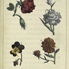 Les Fleurs: 1. la Rose. 2. l'OEillet. 3. la Pensée. 4. la Reine-margueritte.