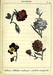 Les Fleurs: 1. la Rose. 2. l'OEillet. 3. la Pensée. 4. la Reine-margueritte.