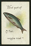 What part of a fish weighs most?