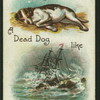 Why is a dead dog like a shipwreck?